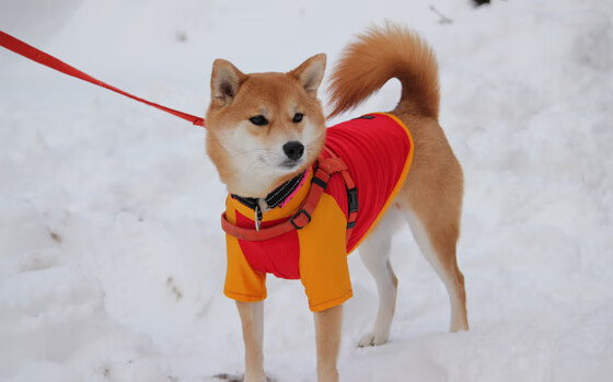 万乐天女子50米仰泳决赛表现稳健，万乐天获女子50米仰泳季军